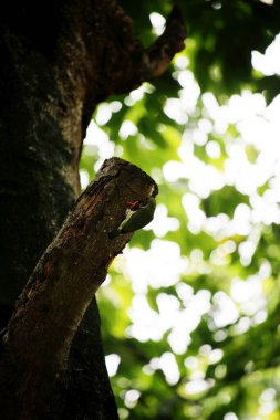 Bakır demirci barbesi yaygın olarak binom adı olan Psilopogon hemacephalus ile bilinir. Kızıl göğüslü Barbet lakabıyla bilinir.