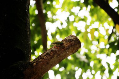 Bakır demirci barbesi yaygın olarak binom adı olan Psilopogon hemacephalus ile bilinir. Kızıl göğüslü Barbet lakabıyla bilinir.