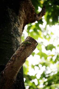 Bakır demirci barbesi yaygın olarak binom adı olan Psilopogon hemacephalus ile bilinir. Kızıl göğüslü Barbet lakabıyla bilinir.