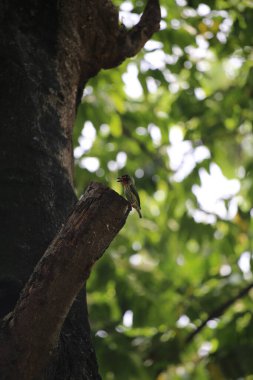 Bakır demirci barbesi yaygın olarak binom adı olan Psilopogon hemacephalus ile bilinir. Kızıl göğüslü Barbet lakabıyla bilinir.