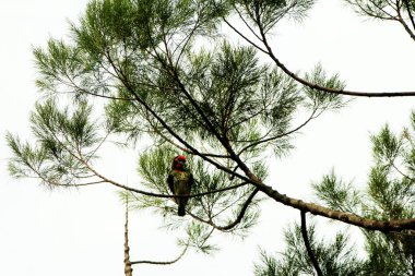 Bakır demirci barbesi yaygın olarak binom adı olan Psilopogon hemacephalus ile bilinir. Kızıl göğüslü Barbet lakabıyla bilinir.