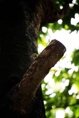 Bakır demirci barbesi yaygın olarak binom adı olan Psilopogon hemacephalus ile bilinir. Kızıl göğüslü Barbet lakabıyla bilinir.