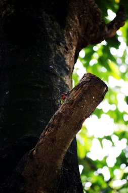 Bakır demirci barbesi yaygın olarak binom adı olan Psilopogon hemacephalus ile bilinir. Kızıl göğüslü Barbet lakabıyla bilinir.