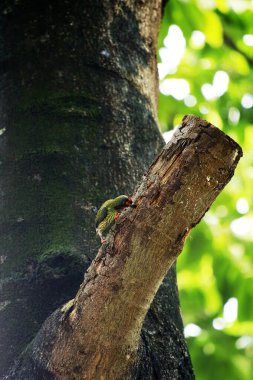 Bakır demirci barbesi yaygın olarak binom adı olan Psilopogon hemacephalus ile bilinir. Kızıl göğüslü Barbet lakabıyla bilinir.