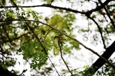 Bakır demirci barbesi yaygın olarak binom adı olan Psilopogon hemacephalus ile bilinir. Kızıl göğüslü Barbet lakabıyla bilinir.