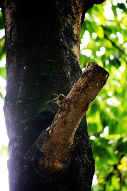 Bakır demirci barbesi yaygın olarak binom adı olan Psilopogon hemacephalus ile bilinir. Kızıl göğüslü Barbet lakabıyla bilinir.