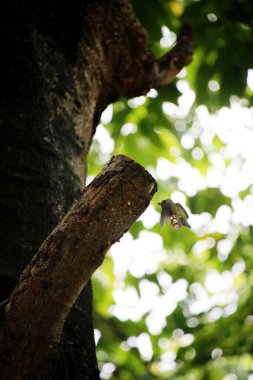 Bakır demirci barbesi yaygın olarak binom adı olan Psilopogon hemacephalus ile bilinir. Kızıl göğüslü Barbet lakabıyla bilinir.