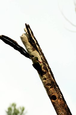 The coppersmith barbet is commonly known by the binomial name Psilopogon haemacephalus. It is known by the nickname Crimson-breasted Barbet clipart