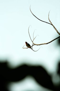 Bakır demirci barbesi yaygın olarak binom adı olan Psilopogon hemacephalus ile bilinir. Kızıl göğüslü Barbet lakabıyla bilinir.