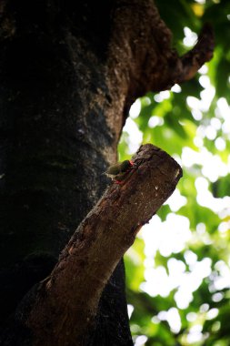 Bakır demirci barbesi yaygın olarak binom adı olan Psilopogon hemacephalus ile bilinir. Kızıl göğüslü Barbet lakabıyla bilinir.