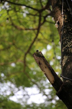 Bakır demirci barbesi yaygın olarak binom adı olan Psilopogon hemacephalus ile bilinir. Kızıl göğüslü Barbet lakabıyla bilinir.