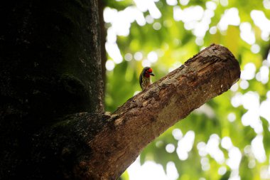 Bakır demirci barbesi yaygın olarak binom adı olan Psilopogon hemacephalus ile bilinir. Kızıl göğüslü Barbet lakabıyla bilinir.