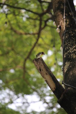 Bakır demirci barbesi yaygın olarak binom adı olan Psilopogon hemacephalus ile bilinir. Kızıl göğüslü Barbet lakabıyla bilinir.