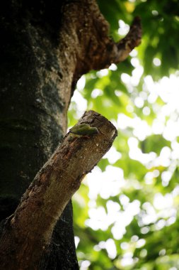 Bakır demirci barbesi yaygın olarak binom adı olan Psilopogon hemacephalus ile bilinir. Kızıl göğüslü Barbet lakabıyla bilinir.
