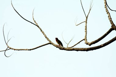 Bakır demirci barbesi yaygın olarak binom adı olan Psilopogon hemacephalus ile bilinir. Kızıl göğüslü Barbet lakabıyla bilinir.