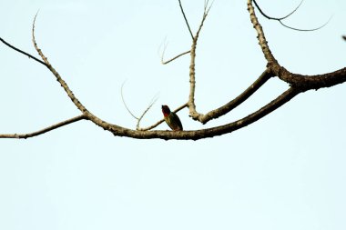 Bakır demirci barbesi yaygın olarak binom adı olan Psilopogon hemacephalus ile bilinir. Kızıl göğüslü Barbet lakabıyla bilinir.