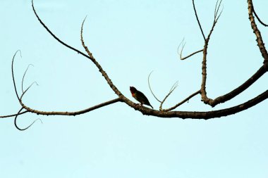 Bakır demirci barbesi yaygın olarak binom adı olan Psilopogon hemacephalus ile bilinir. Kızıl göğüslü Barbet lakabıyla bilinir.