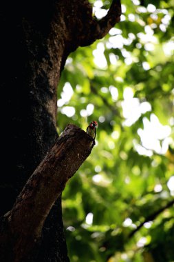 Bakır demirci barbesi yaygın olarak binom adı olan Psilopogon hemacephalus ile bilinir. Kızıl göğüslü Barbet lakabıyla bilinir.