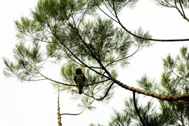 Bakır demirci barbesi yaygın olarak binom adı olan Psilopogon hemacephalus ile bilinir. Kızıl göğüslü Barbet lakabıyla bilinir.