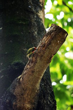 Bakır demirci barbesi yaygın olarak binom adı olan Psilopogon hemacephalus ile bilinir. Kızıl göğüslü Barbet lakabıyla bilinir.