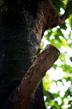 Bakır demirci barbesi yaygın olarak binom adı olan Psilopogon hemacephalus ile bilinir. Kızıl göğüslü Barbet lakabıyla bilinir.