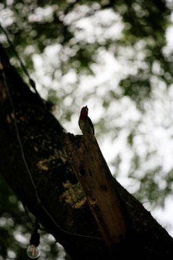 The coppersmith barbet is commonly known by the binomial name Psilopogon haemacephalus. It is known by the nickname Crimson-breasted Barbet clipart