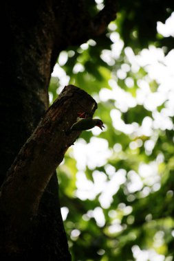 Bakır demirci barbesi yaygın olarak binom adı olan Psilopogon hemacephalus ile bilinir. Kızıl göğüslü Barbet lakabıyla bilinir.