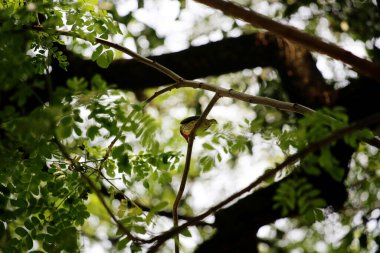 Bakır demirci barbesi yaygın olarak binom adı olan Psilopogon hemacephalus ile bilinir. Kızıl göğüslü Barbet lakabıyla bilinir.
