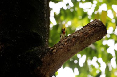 Bakır demirci barbesi yaygın olarak binom adı olan Psilopogon hemacephalus ile bilinir. Kızıl göğüslü Barbet lakabıyla bilinir.