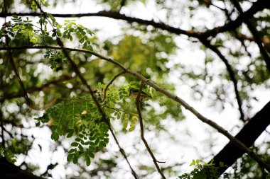 Bakır demirci barbesi yaygın olarak binom adı olan Psilopogon hemacephalus ile bilinir. Kızıl göğüslü Barbet lakabıyla bilinir.