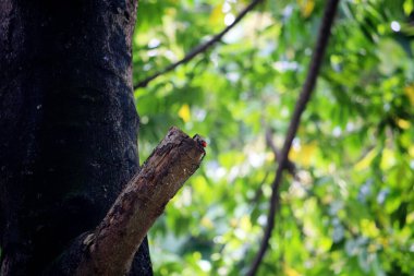 Bakır demirci barbesi yaygın olarak binom adı olan Psilopogon hemacephalus ile bilinir. Kızıl göğüslü Barbet lakabıyla bilinir.