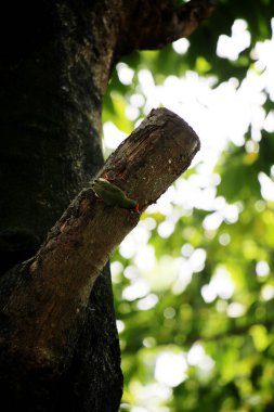 Bakır demirci barbesi yaygın olarak binom adı olan Psilopogon hemacephalus ile bilinir. Kızıl göğüslü Barbet lakabıyla bilinir.