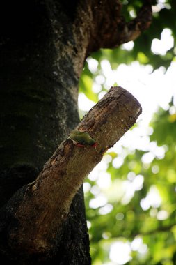 Bakır demirci barbesi yaygın olarak binom adı olan Psilopogon hemacephalus ile bilinir. Kızıl göğüslü Barbet lakabıyla bilinir.