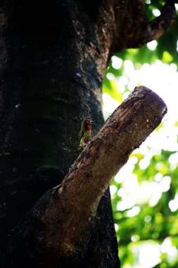 Bakır demirci barbesi yaygın olarak binom adı olan Psilopogon hemacephalus ile bilinir. Kızıl göğüslü Barbet lakabıyla bilinir.