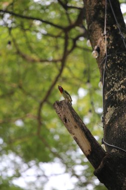 Bakır demirci barbesi yaygın olarak binom adı olan Psilopogon hemacephalus ile bilinir. Kızıl göğüslü Barbet lakabıyla bilinir.