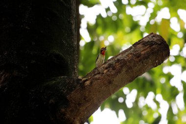 Bakır demirci barbesi yaygın olarak binom adı olan Psilopogon hemacephalus ile bilinir. Kızıl göğüslü Barbet lakabıyla bilinir.