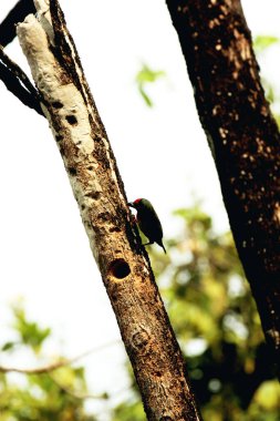 Bakır demirci barbesi yaygın olarak binom adı olan Psilopogon hemacephalus ile bilinir. Kızıl göğüslü Barbet lakabıyla bilinir.