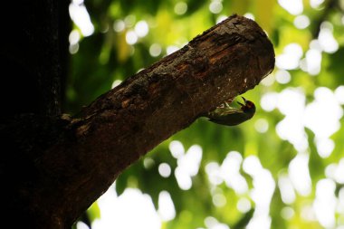 Bakır demirci barbesi yaygın olarak binom adı olan Psilopogon hemacephalus ile bilinir. Kızıl göğüslü Barbet lakabıyla bilinir.