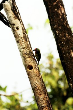 Bakır demirci barbesi yaygın olarak binom adı olan Psilopogon hemacephalus ile bilinir. Kızıl göğüslü Barbet lakabıyla bilinir.