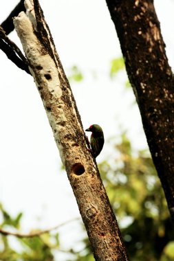 Bakır demirci barbesi yaygın olarak binom adı olan Psilopogon hemacephalus ile bilinir. Kızıl göğüslü Barbet lakabıyla bilinir.