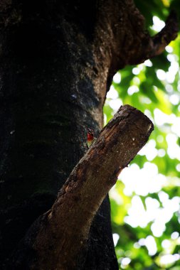 Bakır demirci barbesi yaygın olarak binom adı olan Psilopogon hemacephalus ile bilinir. Kızıl göğüslü Barbet lakabıyla bilinir.