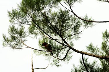 Bakır demirci barbesi yaygın olarak binom adı olan Psilopogon hemacephalus ile bilinir. Kızıl göğüslü Barbet lakabıyla bilinir.