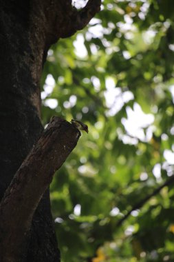 Bakır demirci barbesi yaygın olarak binom adı olan Psilopogon hemacephalus ile bilinir. Kızıl göğüslü Barbet lakabıyla bilinir.