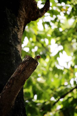 Bakır demirci barbesi yaygın olarak binom adı olan Psilopogon hemacephalus ile bilinir. Kızıl göğüslü Barbet lakabıyla bilinir.