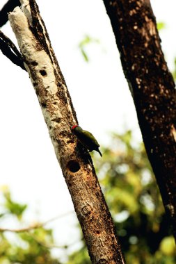 Bakır demirci barbesi yaygın olarak binom adı olan Psilopogon hemacephalus ile bilinir. Kızıl göğüslü Barbet lakabıyla bilinir.