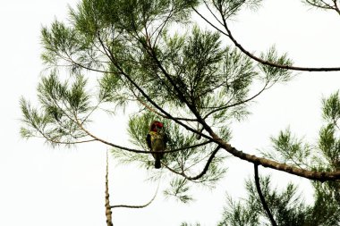 Bakır demirci barbesi yaygın olarak binom adı olan Psilopogon hemacephalus ile bilinir. Kızıl göğüslü Barbet lakabıyla bilinir.