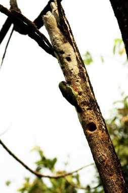 Bakır demirci barbesi yaygın olarak binom adı olan Psilopogon hemacephalus ile bilinir. Kızıl göğüslü Barbet lakabıyla bilinir.
