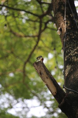 Bakır demirci barbesi yaygın olarak binom adı olan Psilopogon hemacephalus ile bilinir. Kızıl göğüslü Barbet lakabıyla bilinir.