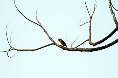 Bakır demirci barbesi yaygın olarak binom adı olan Psilopogon hemacephalus ile bilinir. Kızıl göğüslü Barbet lakabıyla bilinir.