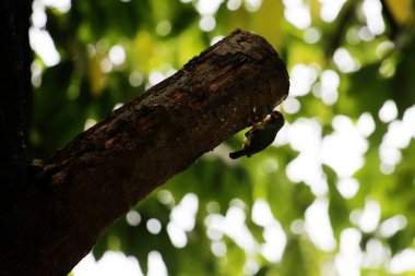 Bakır demirci barbesi yaygın olarak binom adı olan Psilopogon hemacephalus ile bilinir. Kızıl göğüslü Barbet lakabıyla bilinir.